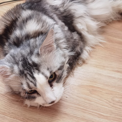 Кот